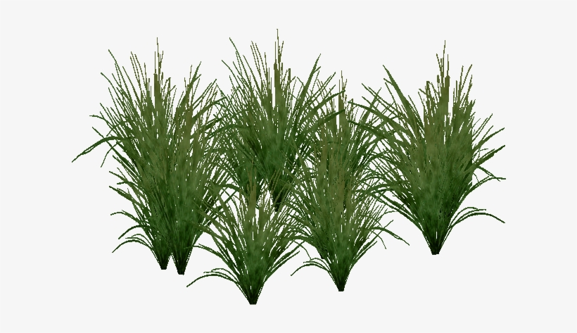 Free Fountain Grass Png - Sawgrass Png, transparent png download