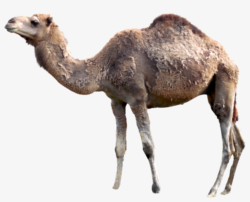 Camel Png, transparent png download