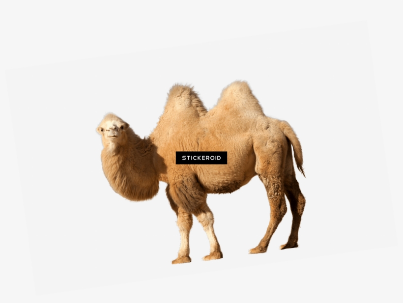 Camel Single - Camel, transparent png download