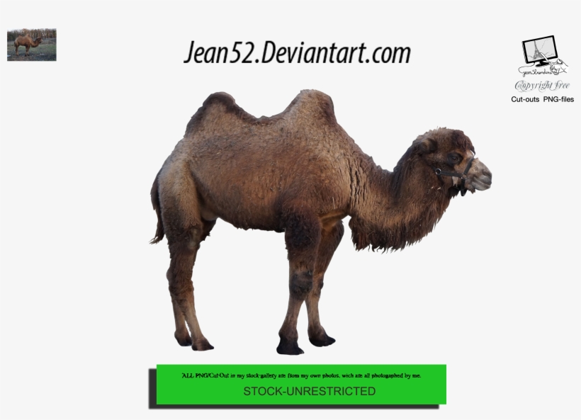 Camel Png - Photography, transparent png download