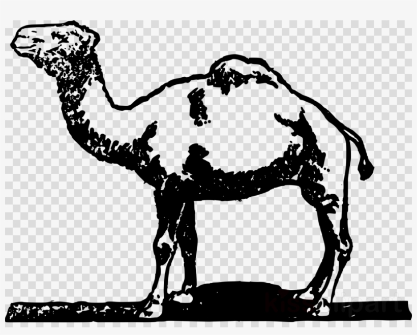 Simple Camel Clipart Dromedary Bactrian Camel Clip - Camel, transparent png download