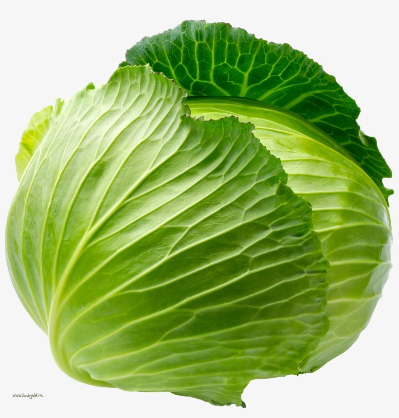 Cabbage Png, transparent png download