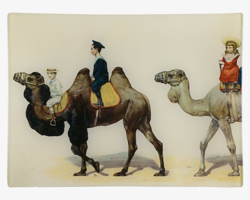 Camel, transparent png download