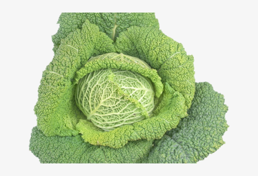 Cabbage Png Transparent Images - Vegetable, transparent png download