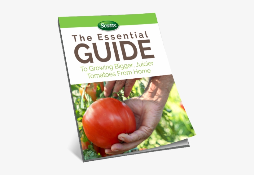 The Essential Guide To Growing The Biggest And Juiciest - Tomato, transparent png download