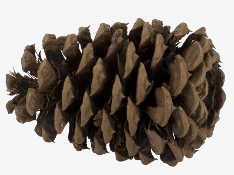 Pine Cone Png Photo - Conifer Cone, transparent png download