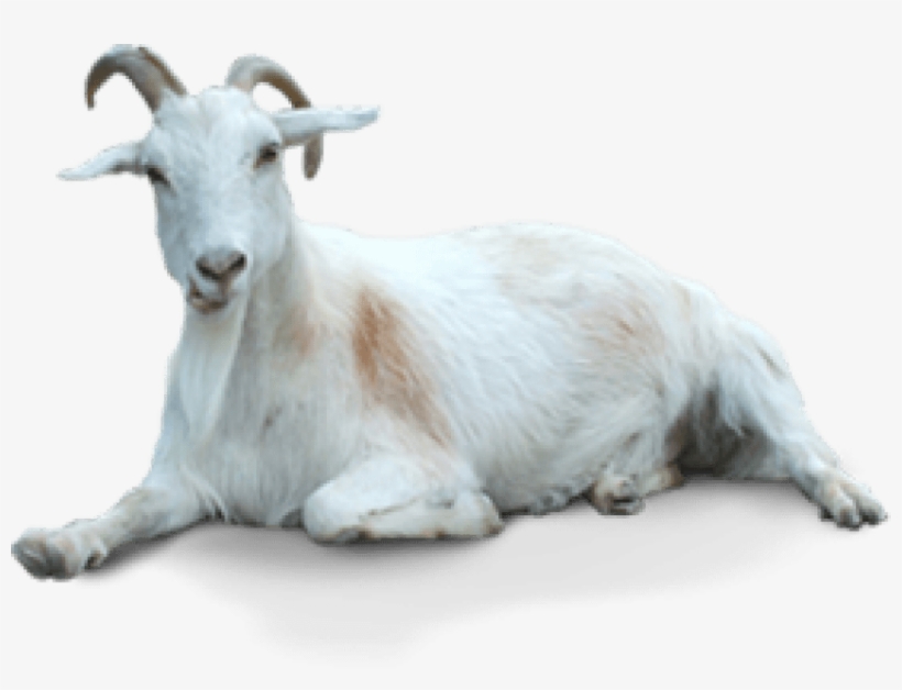 Free Png Of Goat - Goat Png, transparent png download