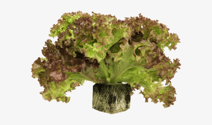 Root Ball Lettuce - Red Leaf Lettuce, transparent png download