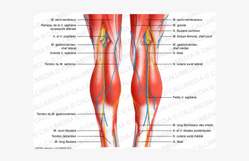 Png Black And White Library Ankle Drawing Low Leg - Back Of Knee Anatomy, transparent png download