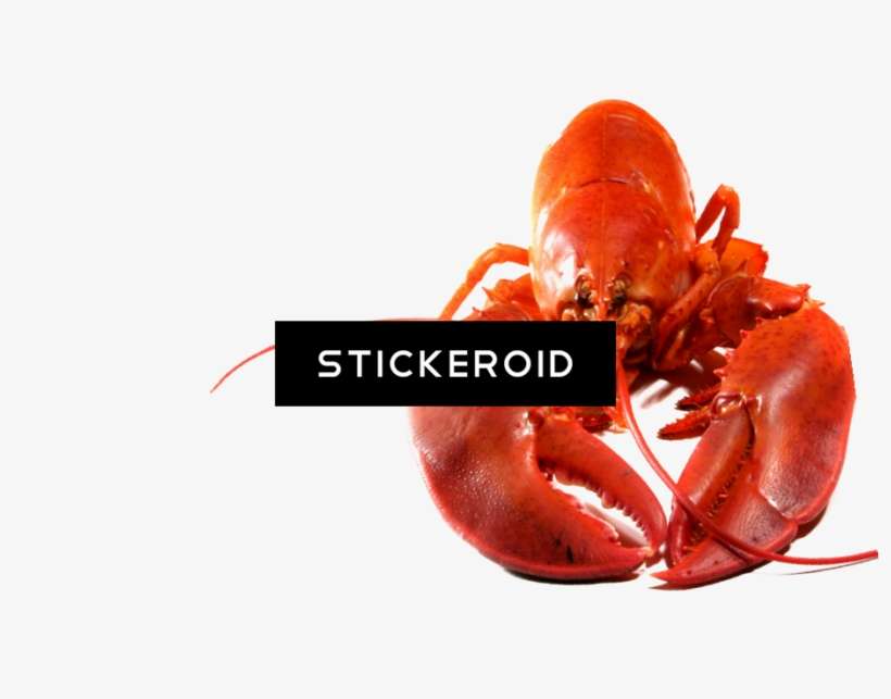 Lobster Animals - Seafood Boil, transparent png download