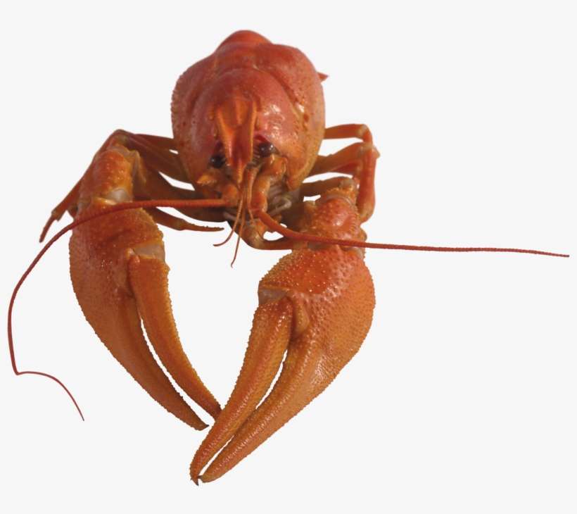 Download - Рак Пнг, transparent png download