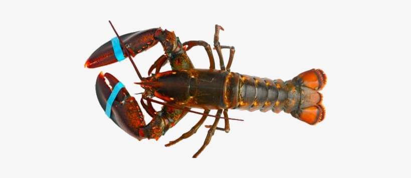 Fresh Maine Lobster - Maine Lobster, transparent png download