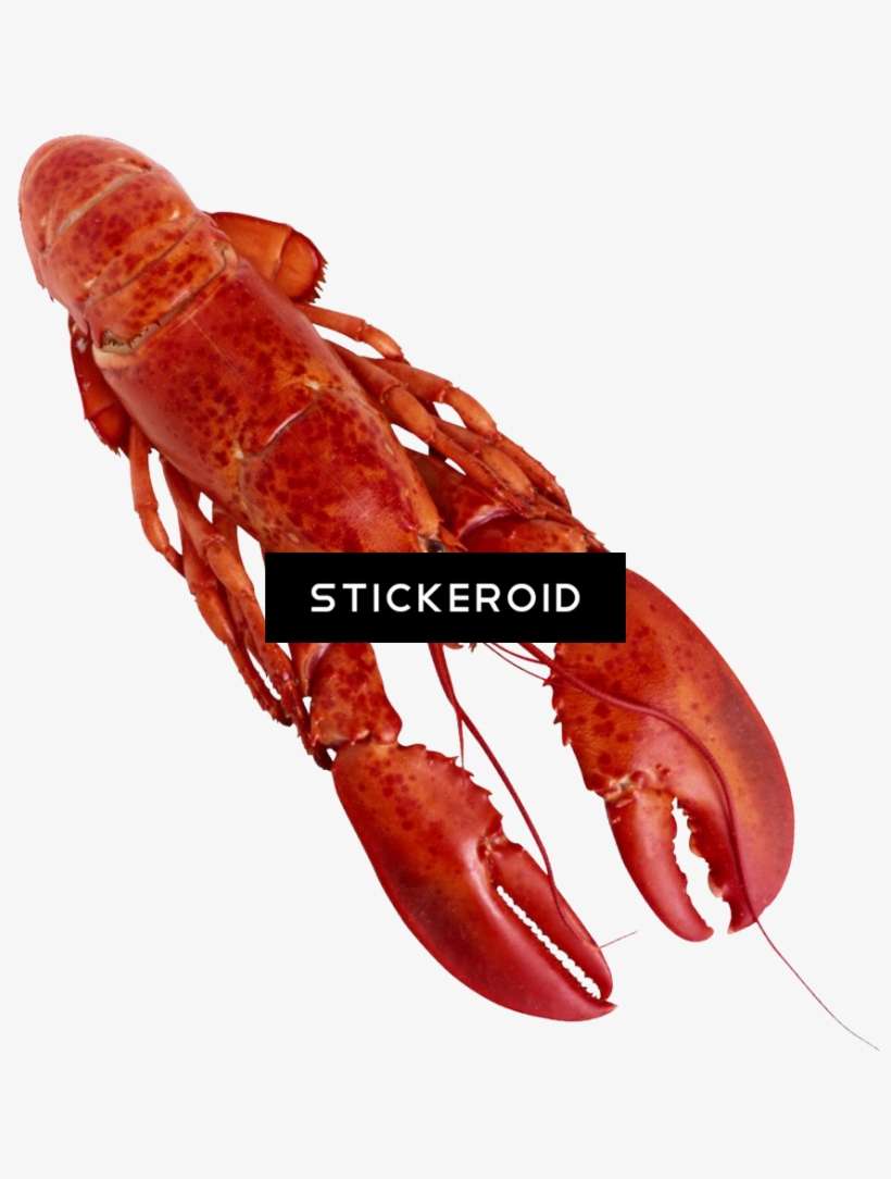 Lobster Animals - Food, transparent png download