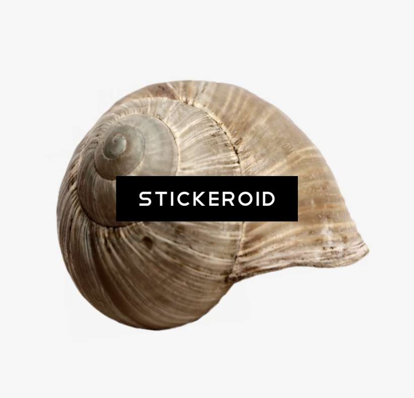 Shell S - Shell, transparent png download