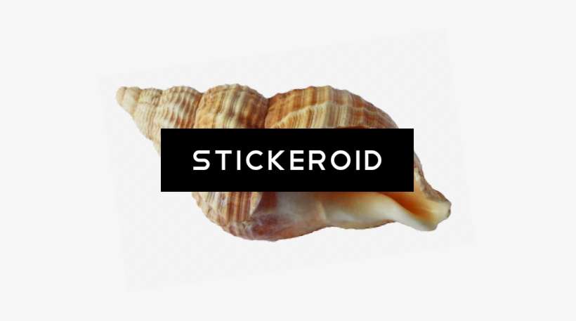 Shell - Film Posters Of The 50s, transparent png download