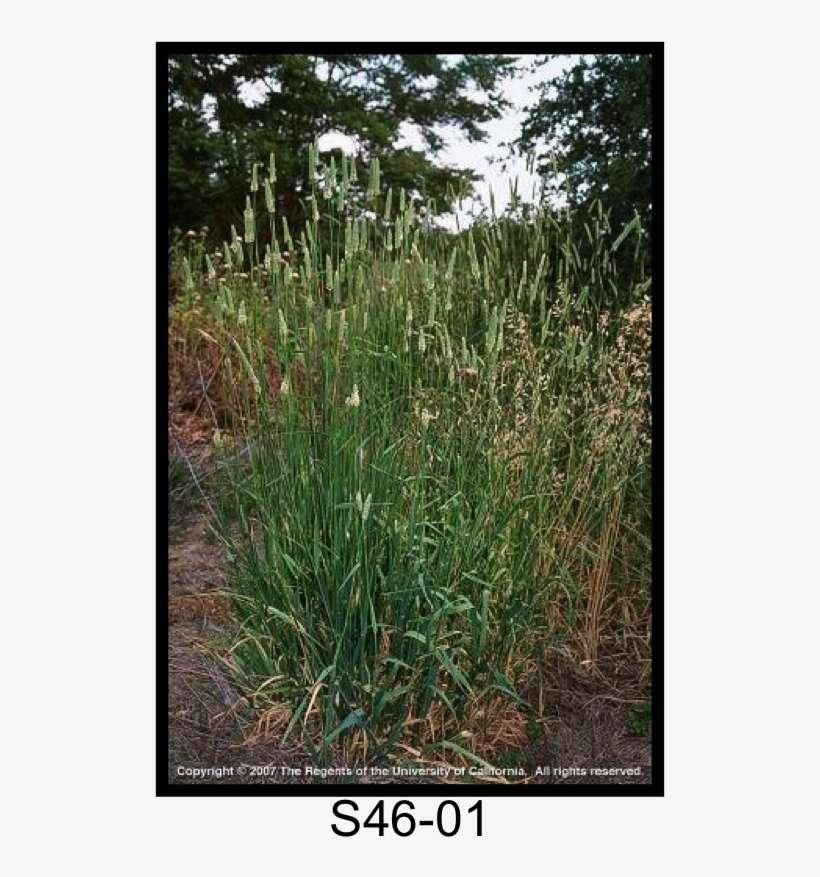 Harding Grass, Bulbous Canarygrass - Bulbous Canarygrass, transparent png download