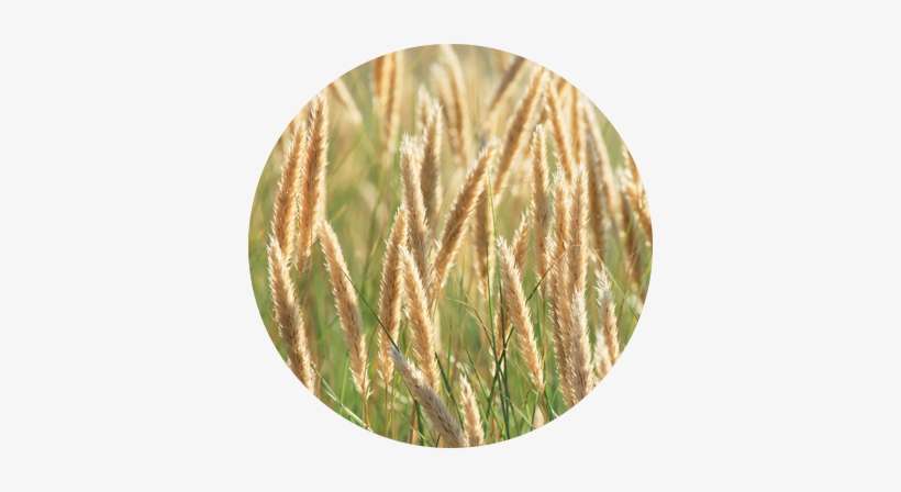 Timothy Grass Allergy - Timothy-grass, transparent png download