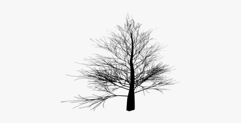 Spruce Black And White Tree Twig Winter - Branched Trees, transparent png download