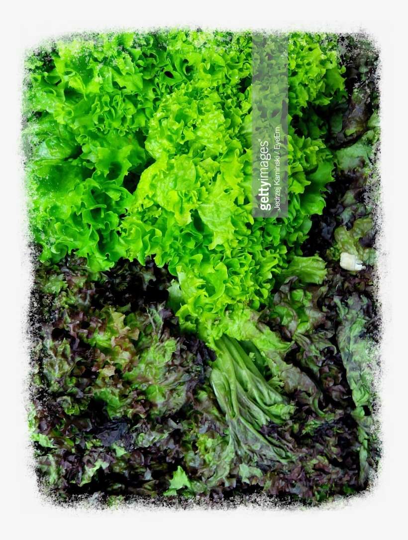 Moss, transparent png download