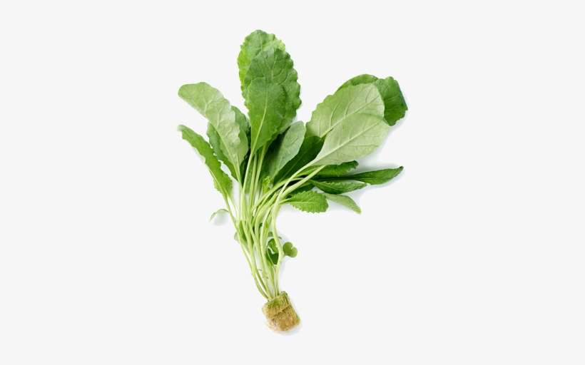 Known For It's Nutrient Richness Kale Is Delicious - Echinodorus, transparent png download