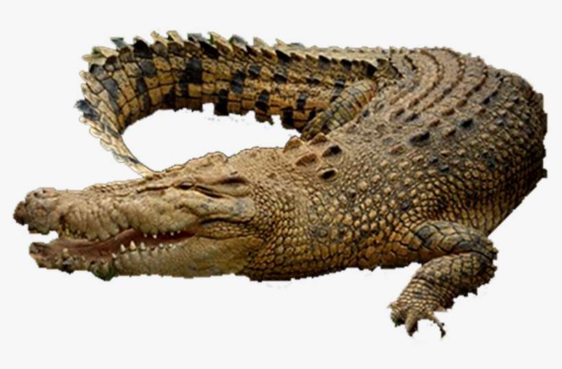 Crocodile Bulk Collection - Chicago, transparent png download