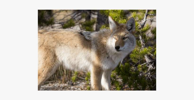 Yellowstone Coyote - Coyotes In Forest Lawn Cemetery, transparent png download