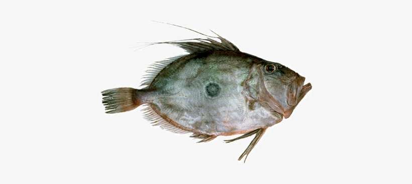 Johndory - John Dory, transparent png download