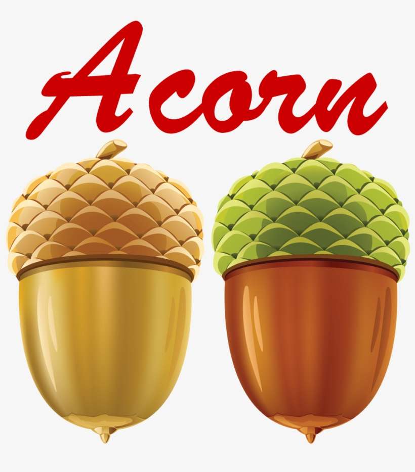 Acorn Vector, transparent png download