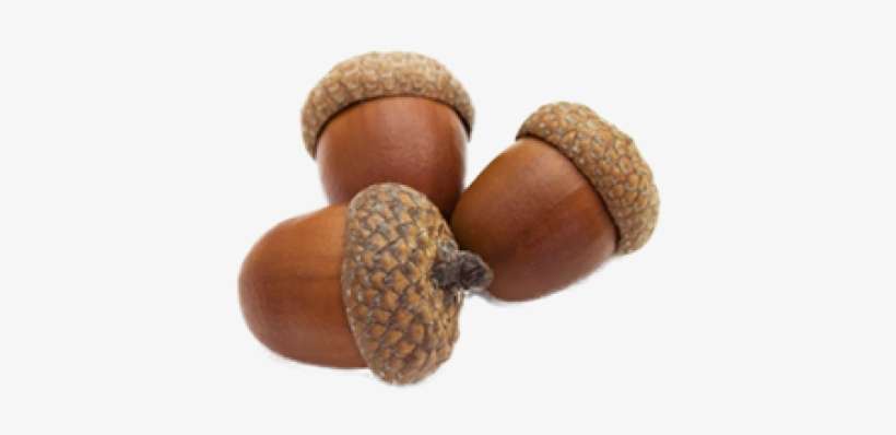 Acorn Png Image, Download Png Image With Transparent - Acorns Png, transparent png download
