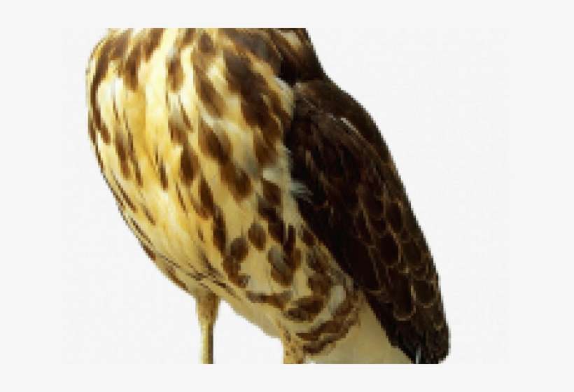 Cooper's Hawk Transparent, transparent png download