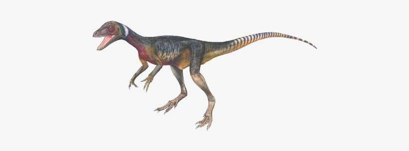 Raptor - North America, transparent png download