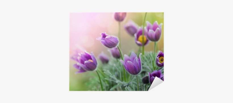 Beterschap Sterkte Wenskaarten 8 Stuks, transparent png download