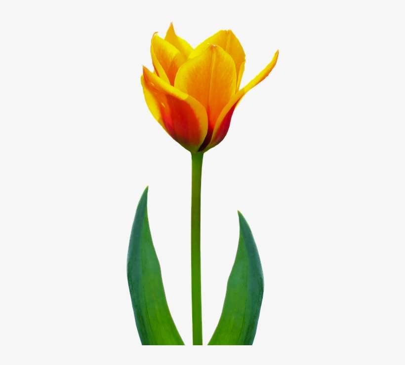 Nature, Flower, Plant, Tulip, Flowers, Spring - Flower, transparent png download