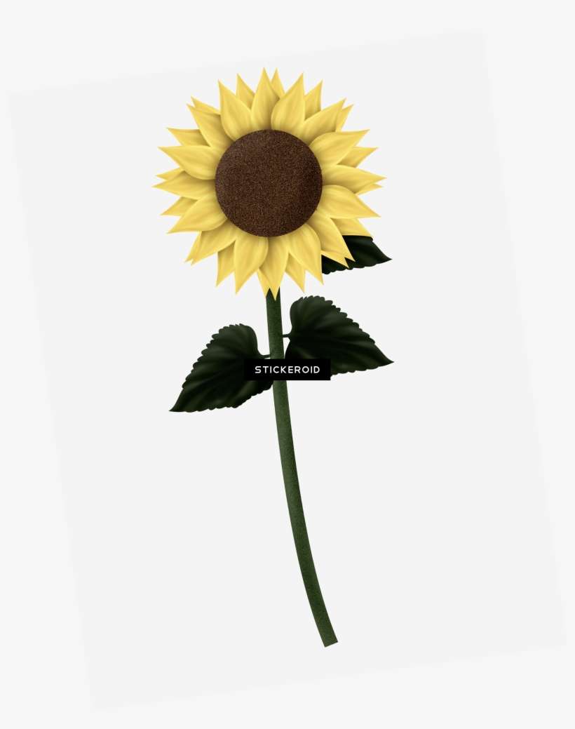 Sunflowers - Sunflower, transparent png download