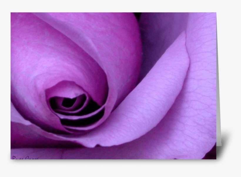 Purple Rose "happy Mother's Day - Greeting Card, transparent png download