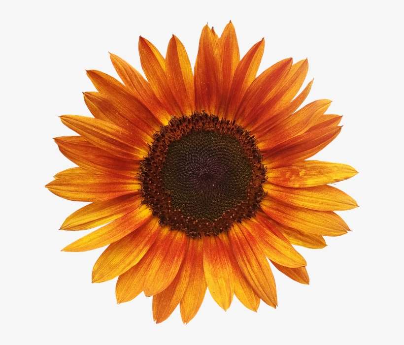 Sunflower Yin Yang, transparent png download