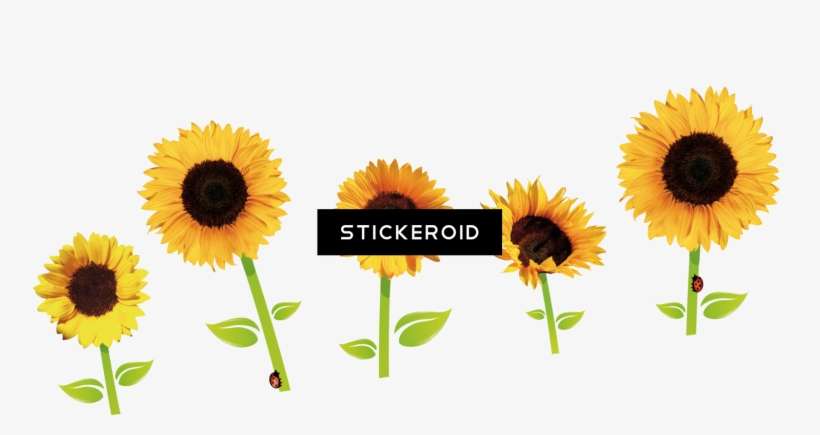 Sunflowers - Sunflower, transparent png download