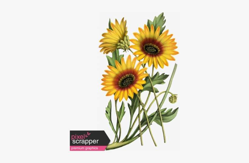 Go West Elements Sunflowers - Botanical Sunflower Illustration, transparent png download