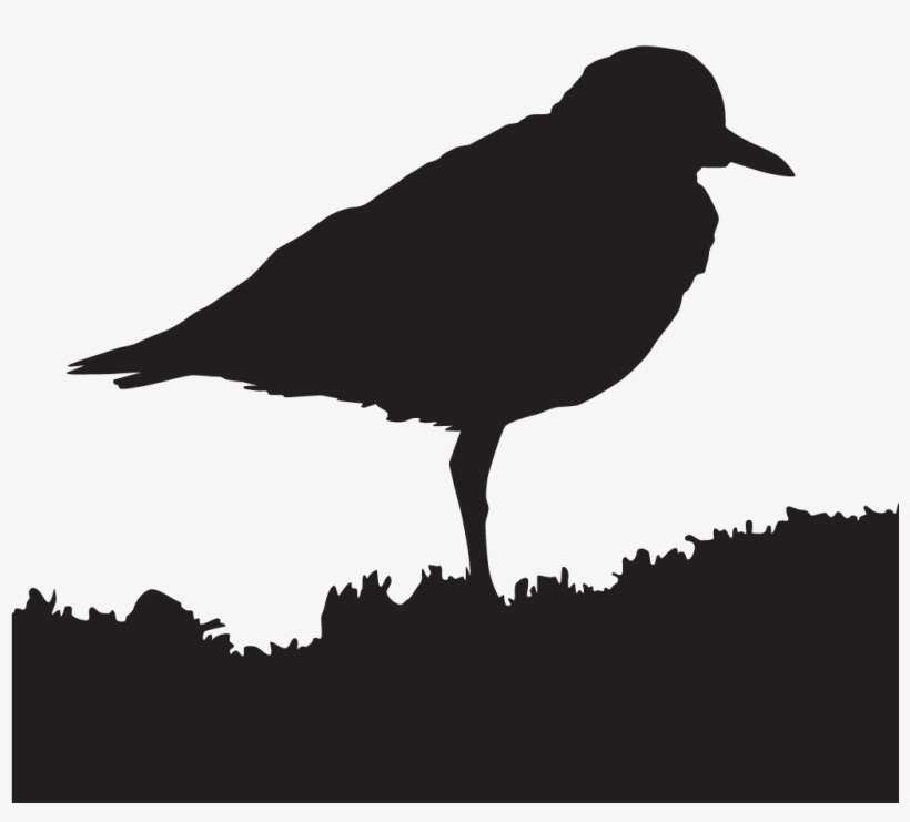 Mountain Plover - All About Birds, transparent png download