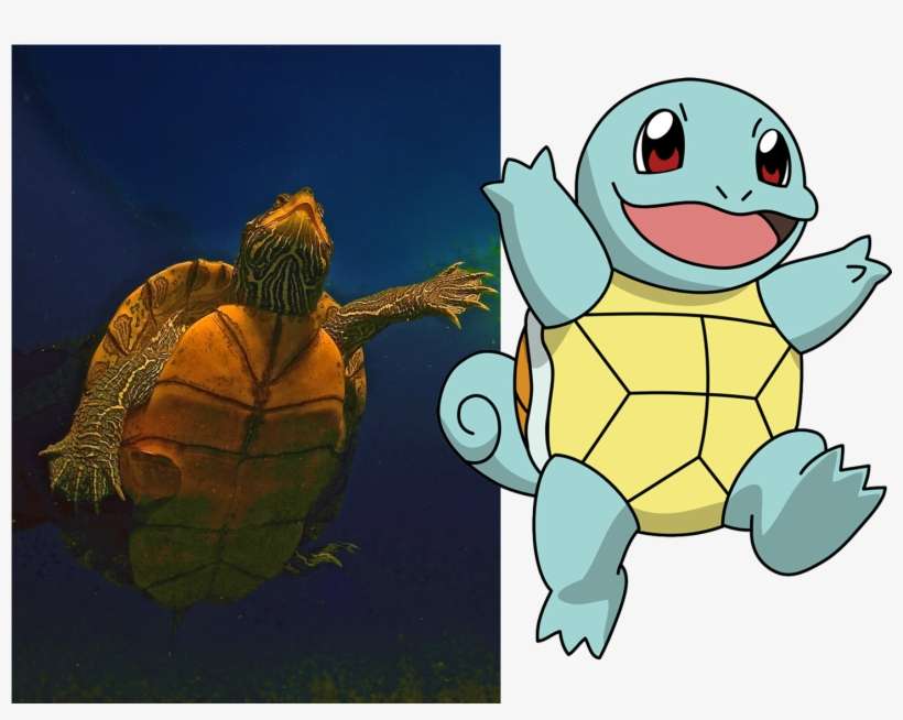 Aquatic Turtles, Like This One In An Ohio Quarry Inspired - All The Pokemon Animals, transparent png download