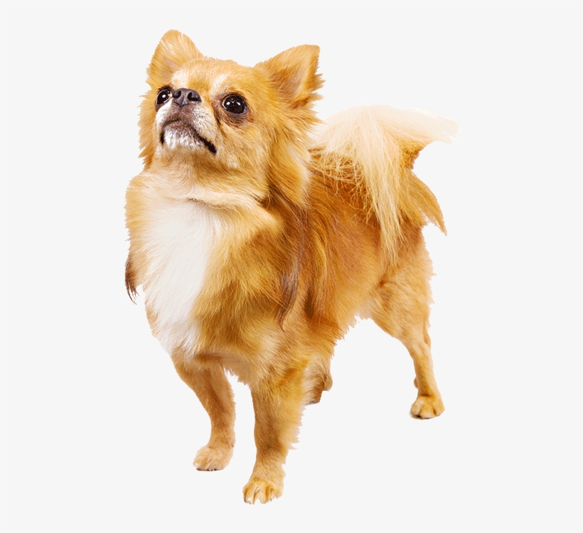 25 Dog Breeds That Look Like Toys Wow Amazing Png Freeuse - Chihuahua Cutout, transparent png download