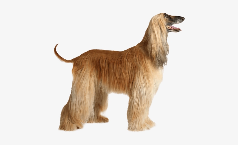 Afghan Hound Transparent, transparent png download