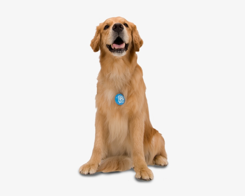 Dogs Gallery - Dog Transparent, transparent png download
