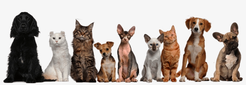 Retinol Cream 2.5%, Organic With Hyaluronic Acid, 2, transparent png download