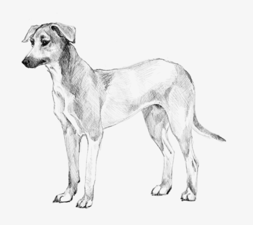American Village Dog Cousin Breed - South American Village Dog, transparent png download