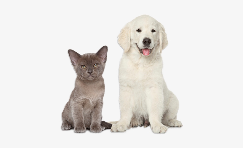 Sirop Gel Hygiene Intestinale Chien Et Chat Png Image Transparent Png Free Download On Seekpng