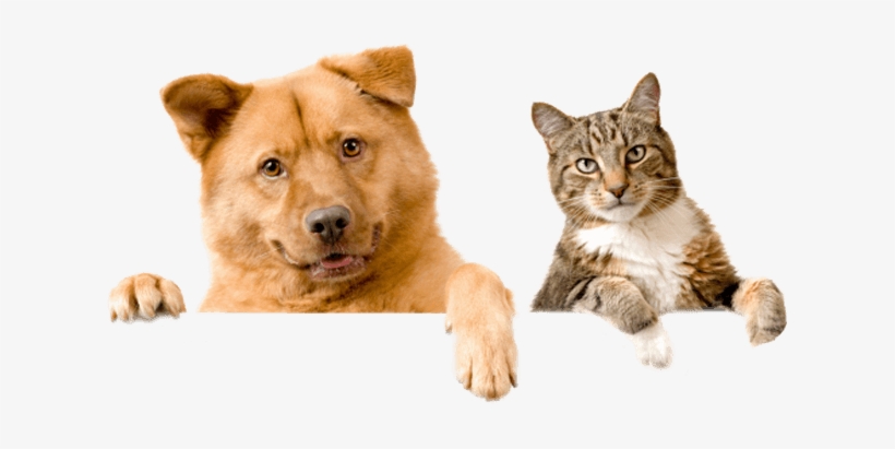 Subscribe To Newsletter - Domestic Cats And Dogs, transparent png download