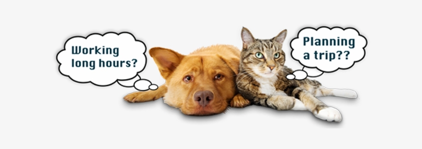 Premier In-home Pet Care Services In Los Angeles - Dog Cat Bird Turtle Rabbit, transparent png download