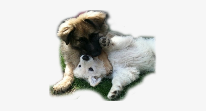 01909560410 - Companion Dog, transparent png download