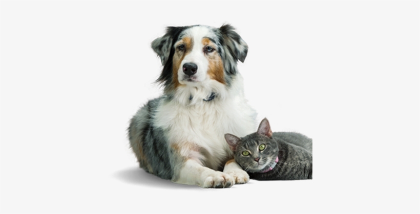 Optimum Wellness Plans® - Hinsdale Humane Society, transparent png download